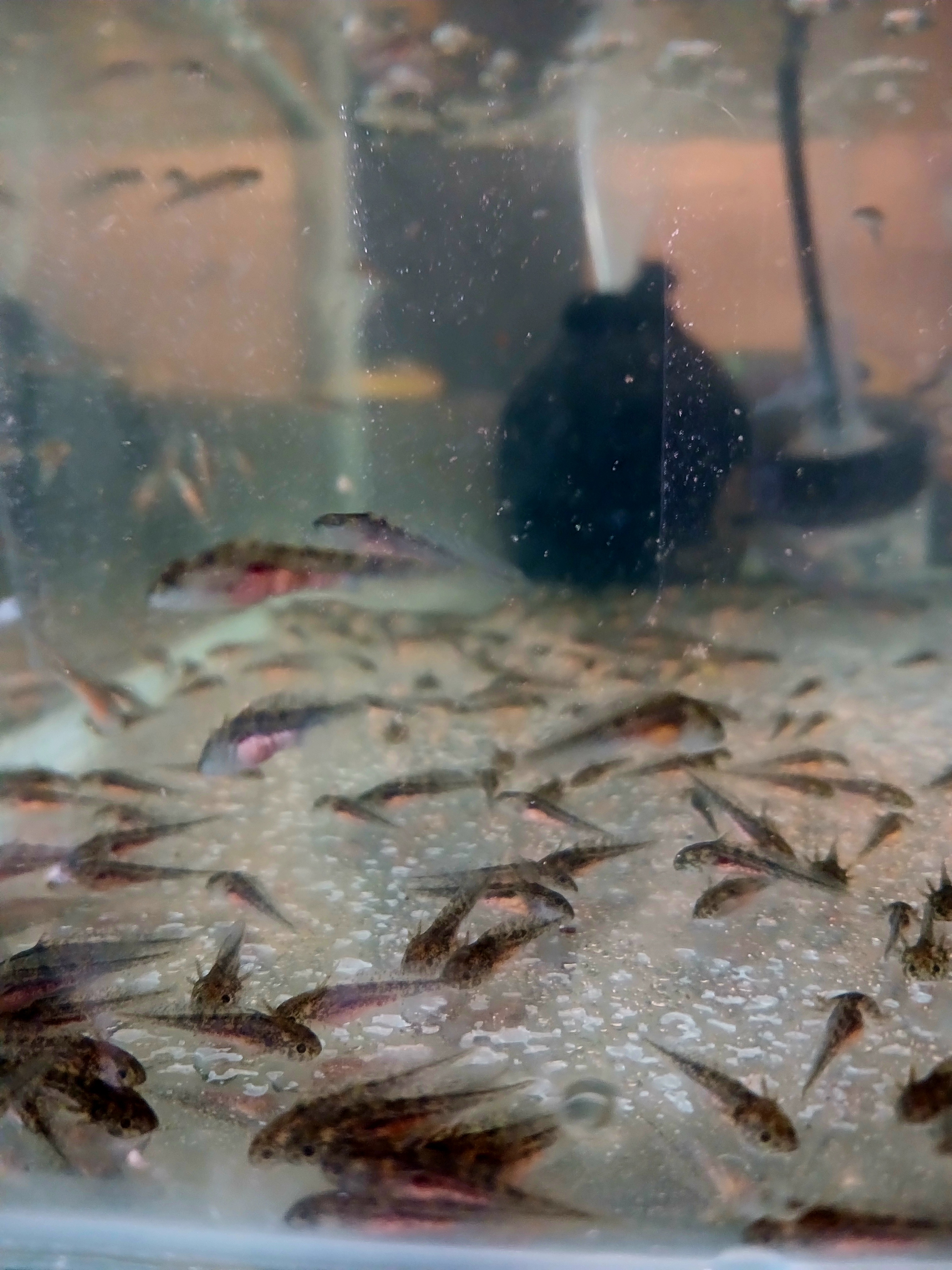 R800 Donation and Adopt 4 Axolotl