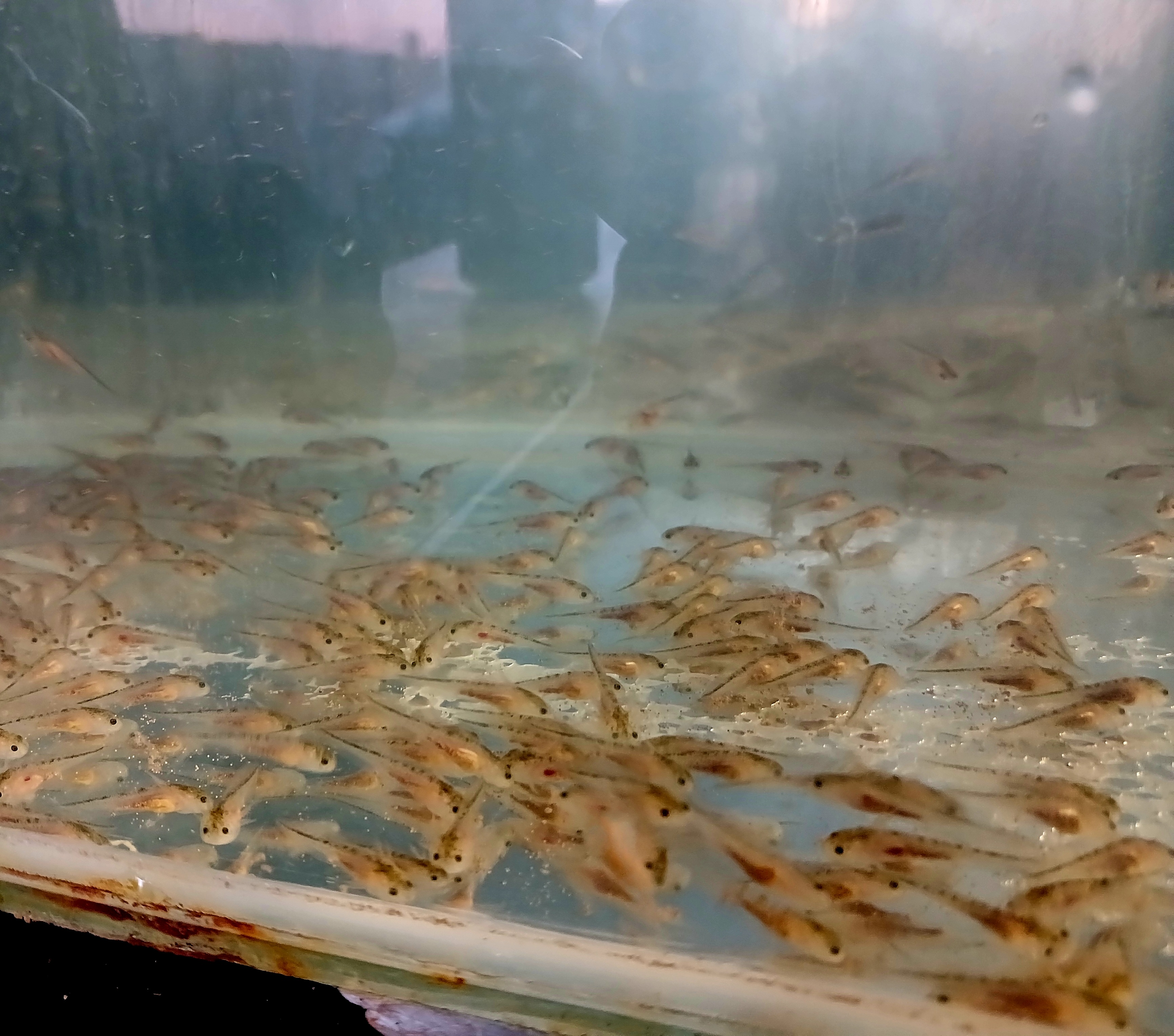 R900 Donation and Adopt 5 Axolotl