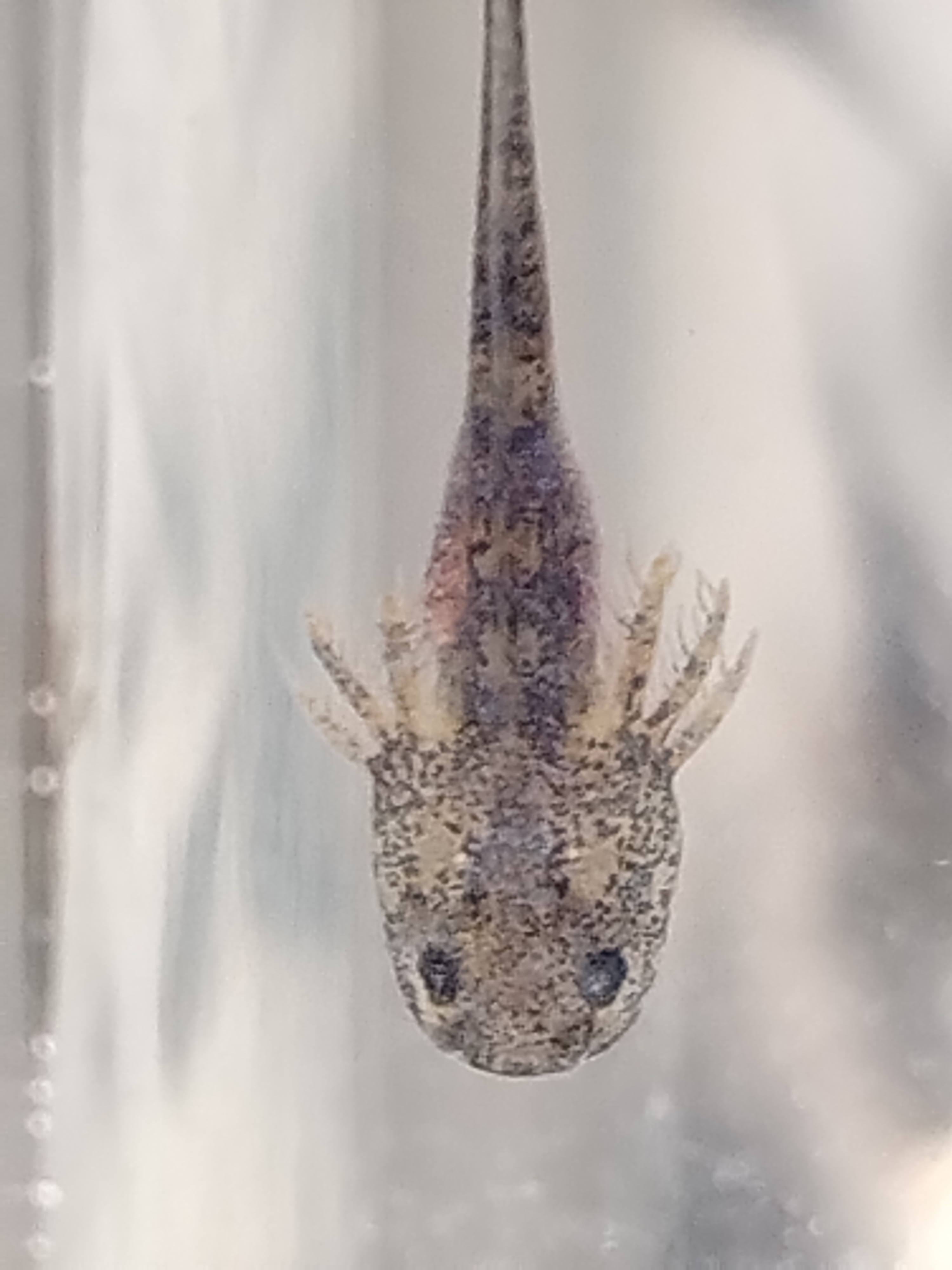R200 Donation and Adopt 1 Axolotl