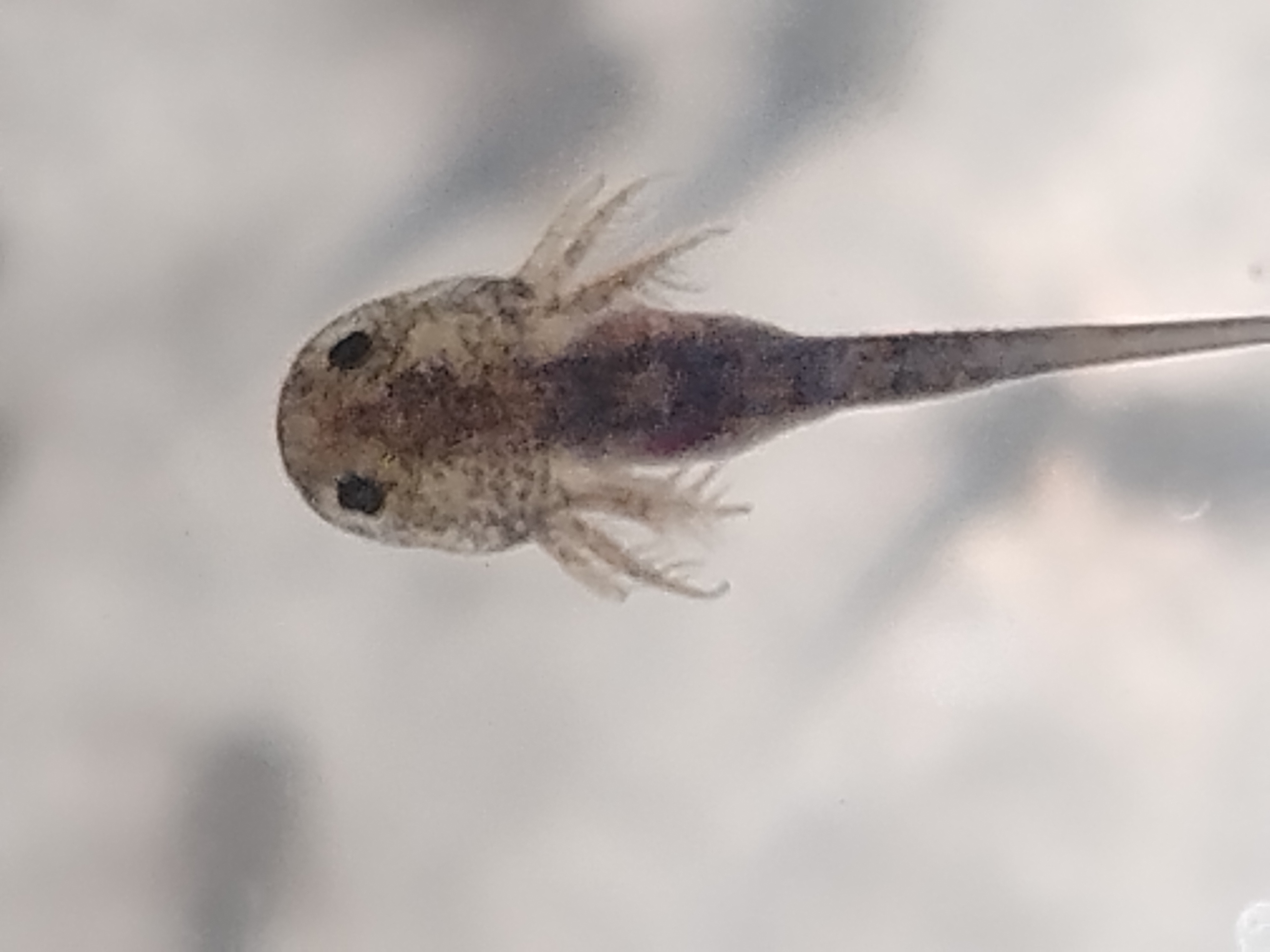 R400 Donation and Adopt 2 Axolotl