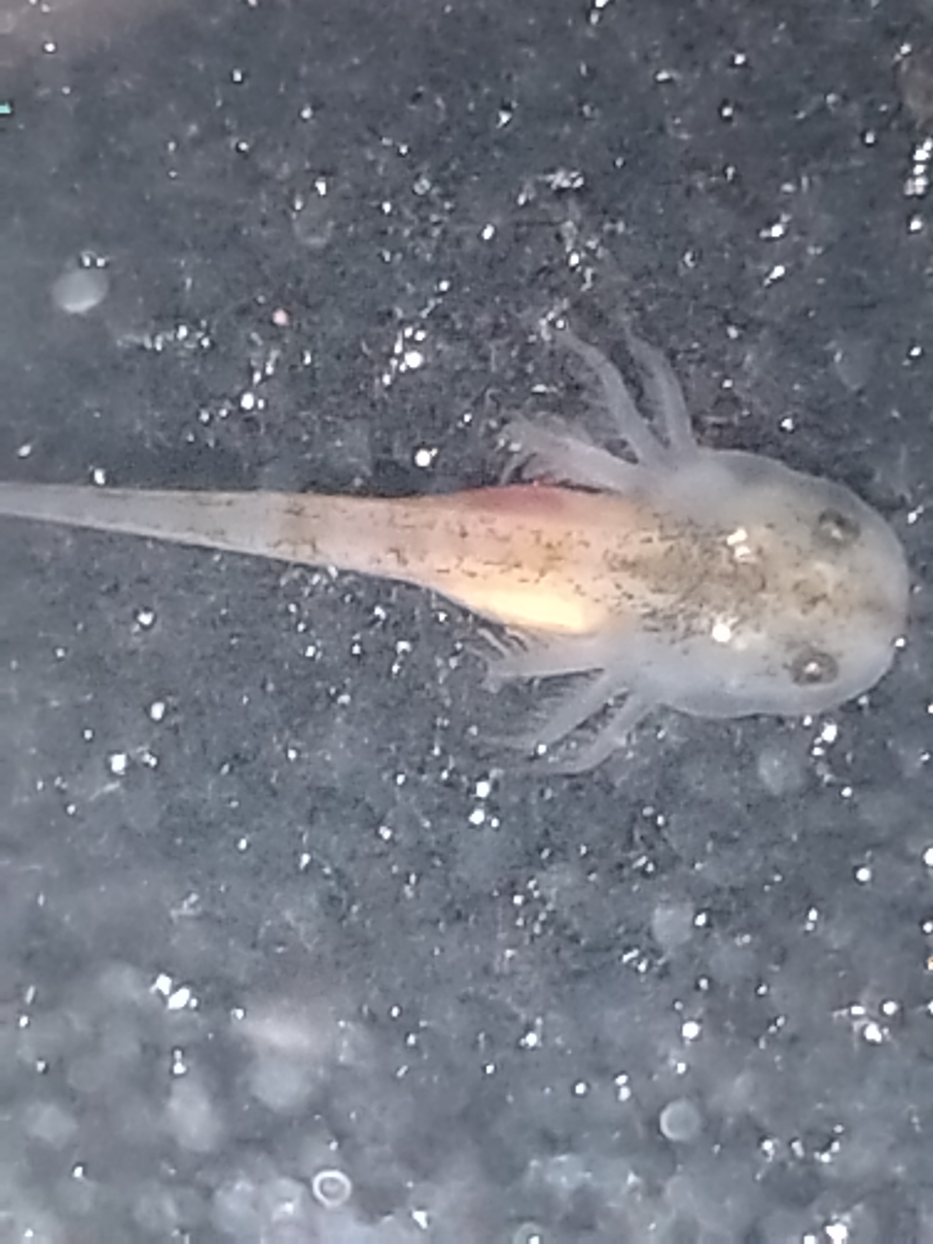 R600 Donation and Adopt 3 Axolotl